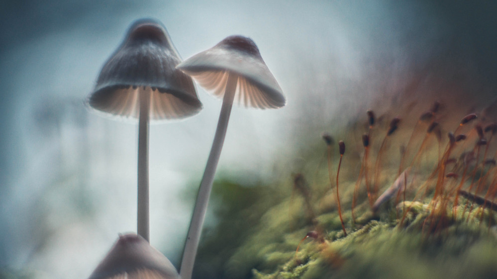 Фінляндія. Matti Virtanen