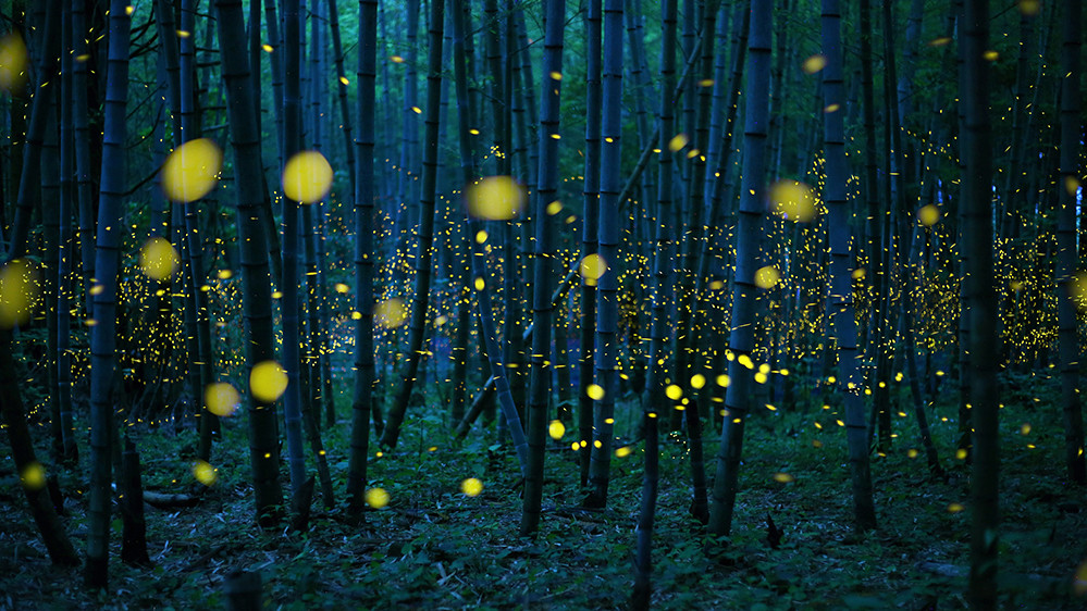 Японія. Kei Nomiyama