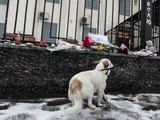 Киевляне пришли почтить память жертв крушения Боинга в Ростове