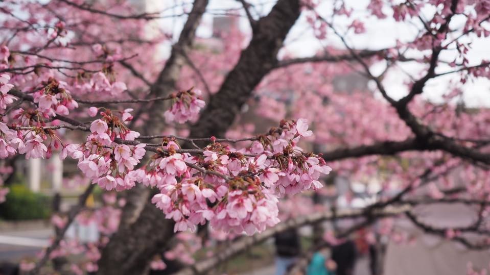 Сакура в Японії зацвіла в кінці березня
