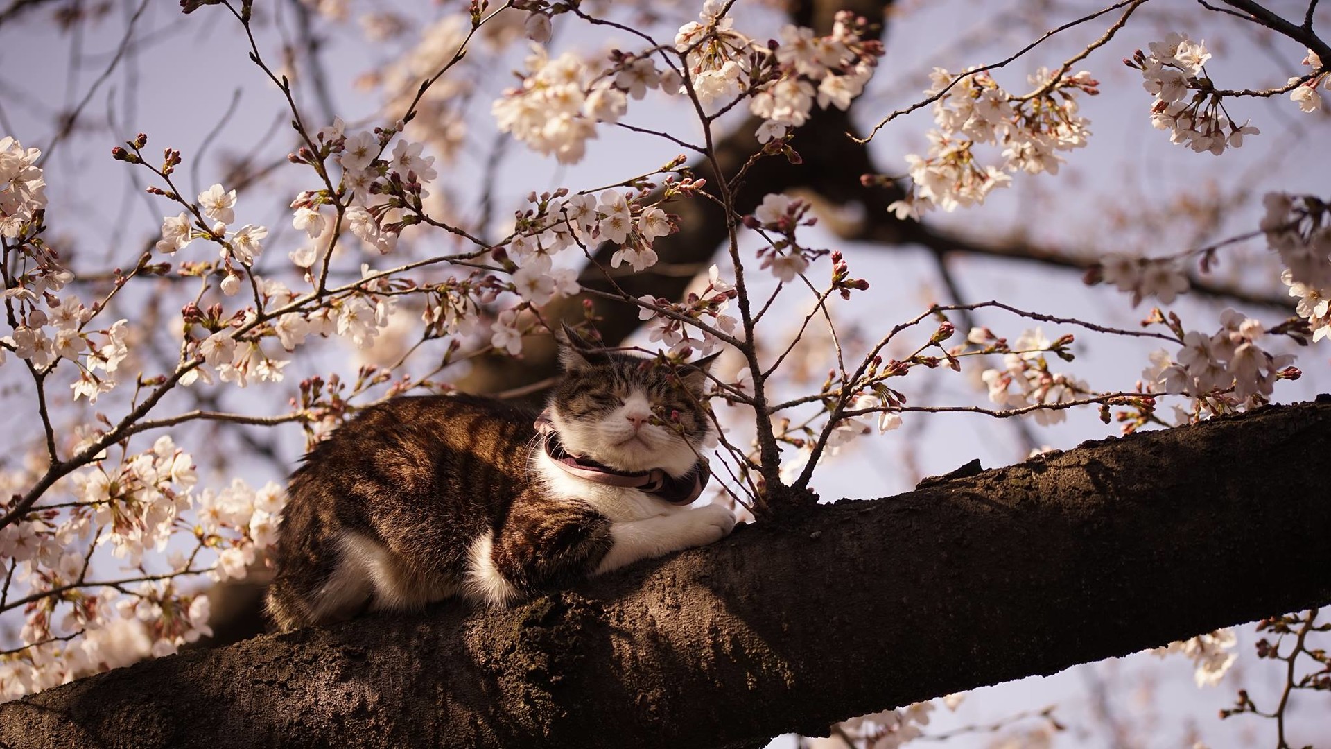 Сакура в Японии зацвела в конце марта