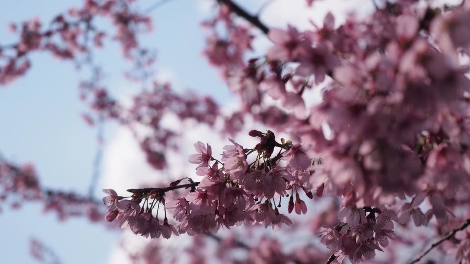 Сакура в Японии зацвела в конце марта