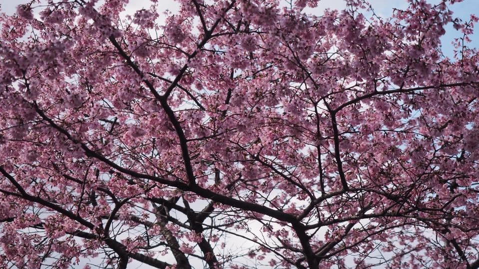 Сакура в Японии зацвела в конце марта