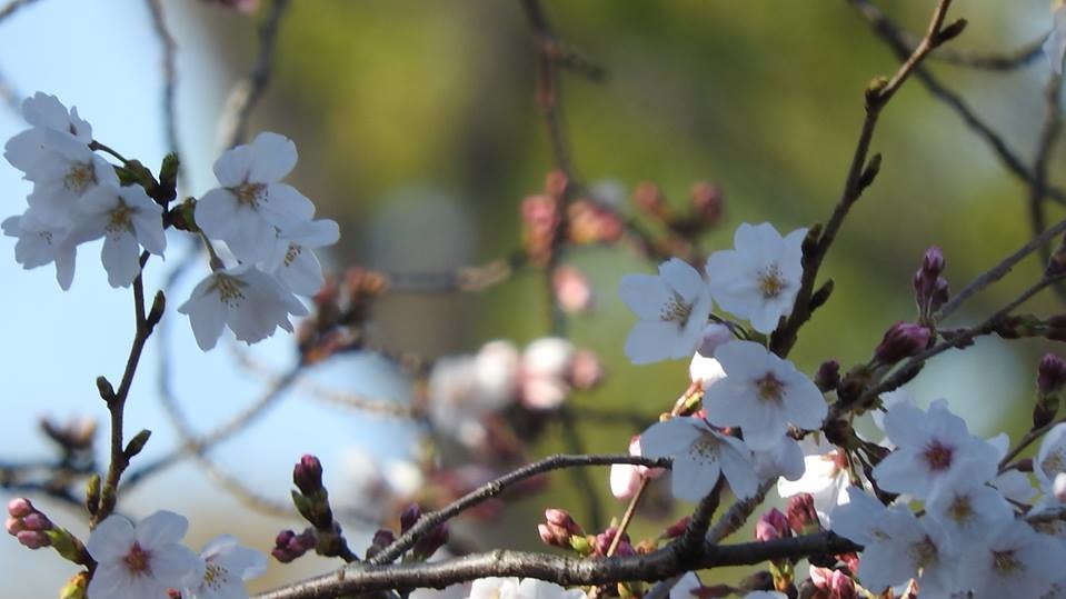Сакура в Японии зацвела в конце марта