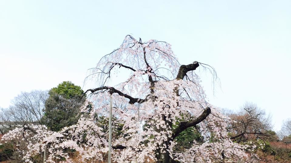 Сакура в Японии зацвела в конце марта