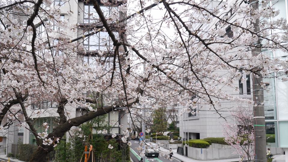 Сакура в Японии зацвела в конце марта