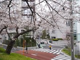 Сакура в Японии зацвела в конце марта