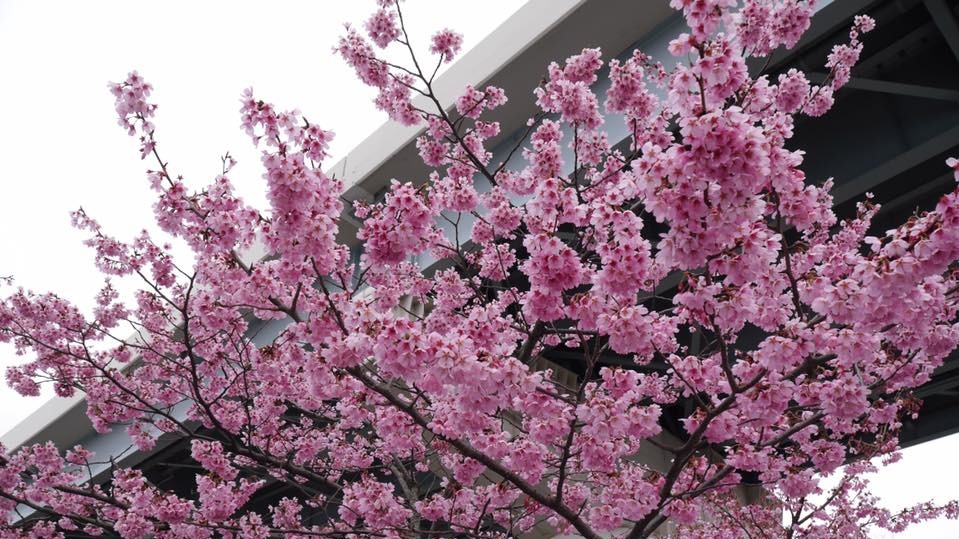 Сакура в Японии зацвела в конце марта
