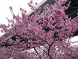 Сакура в Японії зацвіла в кінці березня