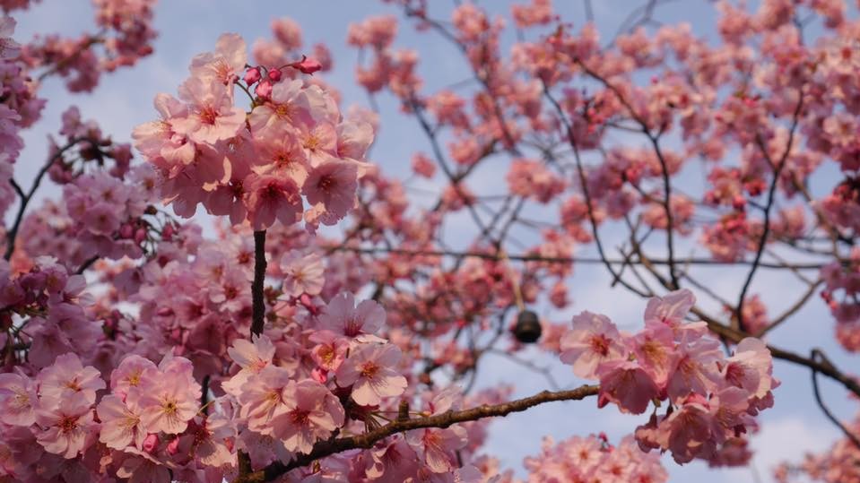Сакура в Японии зацвела в конце марта