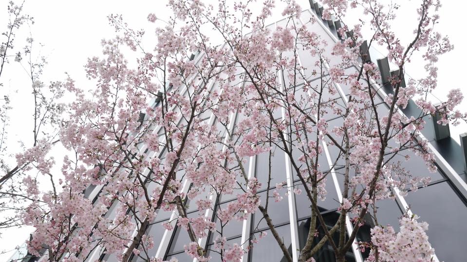 Сакура в Японии зацвела в конце марта