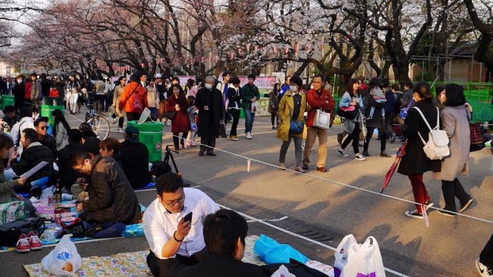 Сакура в Японии зацвела в конце марта