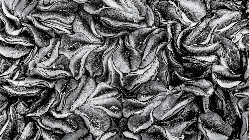 Автор Yingting Shih