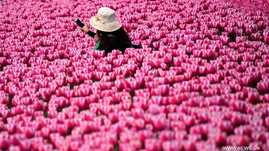 Тюльпановые поля в Китае