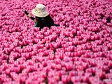 Тюльпановые поля в Китае