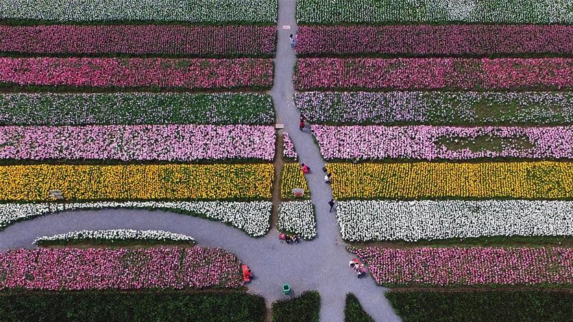 Тюльпановые поля в Китае