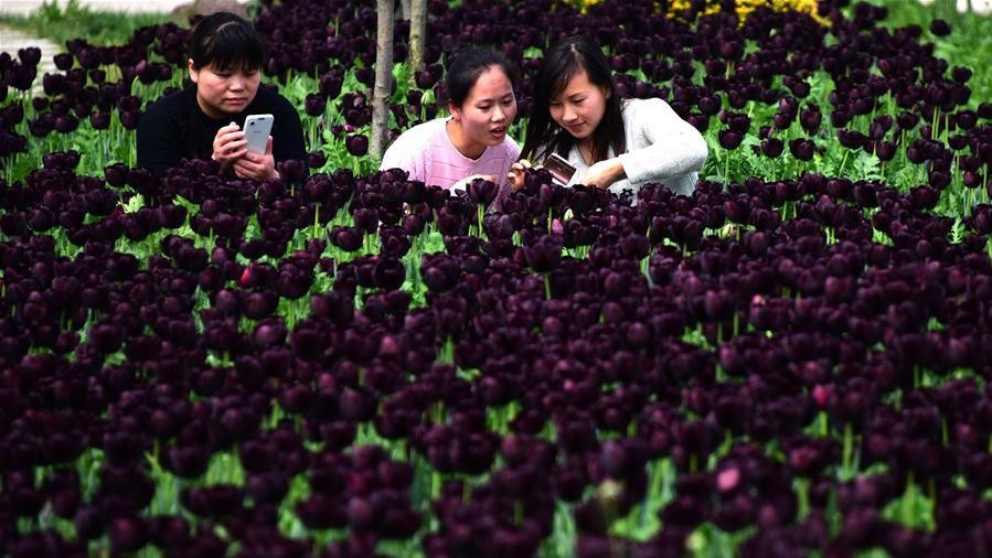 Тюльпановые поля в Китае