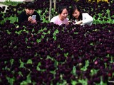 Тюльпановые поля в Китае