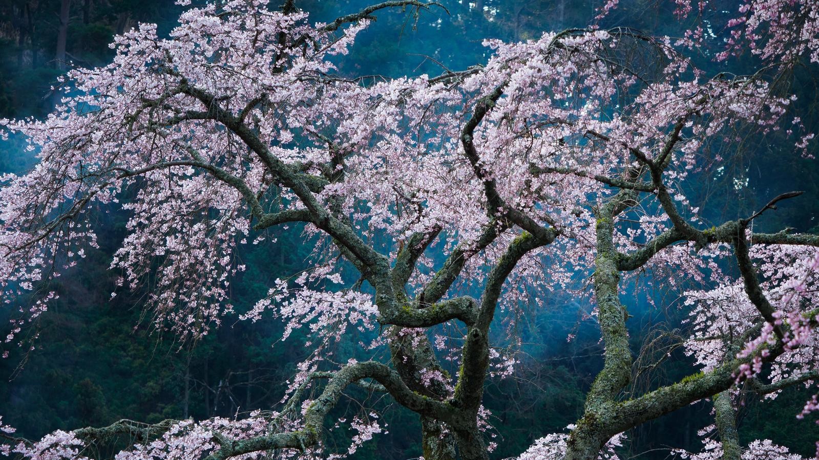 Фото: Katsuyoshi Nakahara