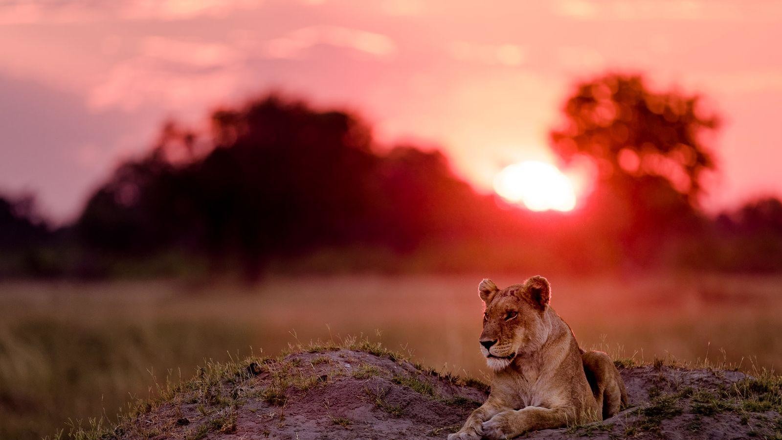 Фото: Marja Schwartz