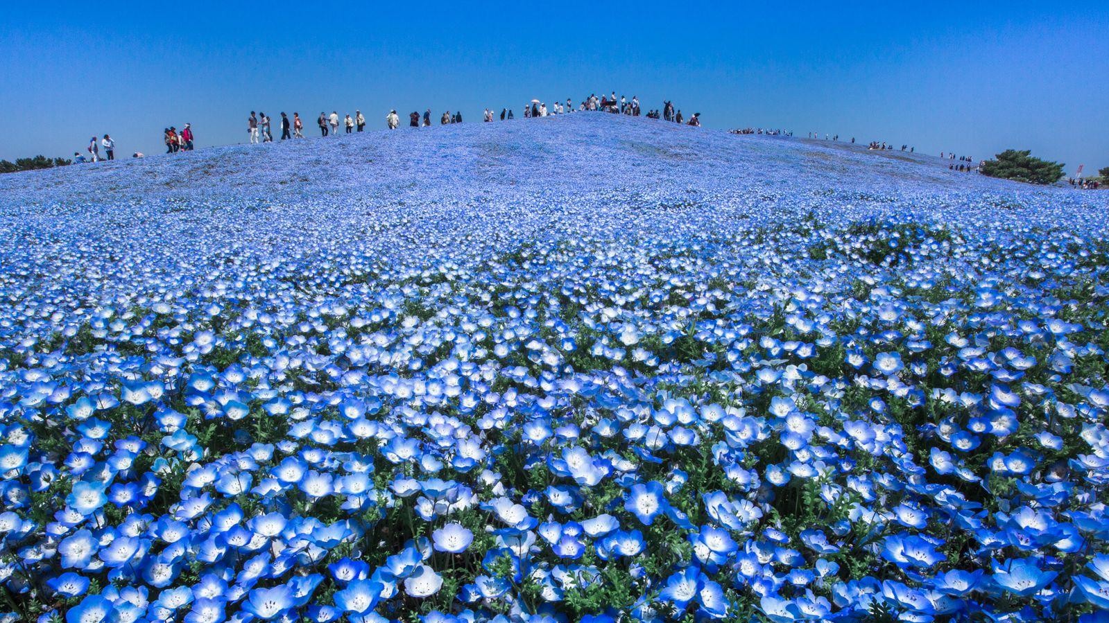 Фото: Hidenobu Suzuki