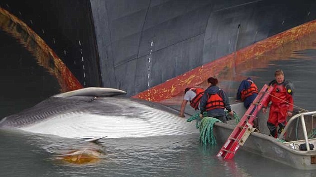 Тушу кита виявили на каплеподібної носовій частині судна