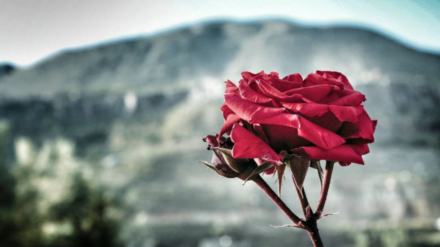 Фото hassanphares