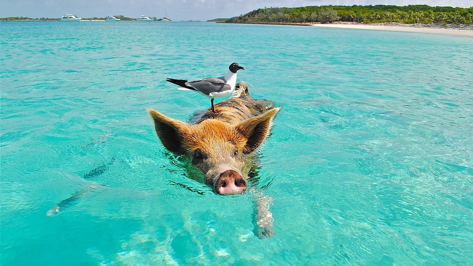 Остров Пиг-Бич на Багамах. Там живет большая популяция свиней, которые любят поплавать в чистой водичке