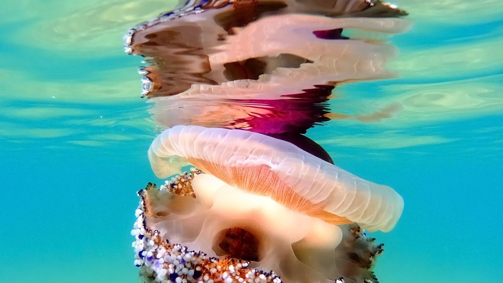 Фото stefano spezi