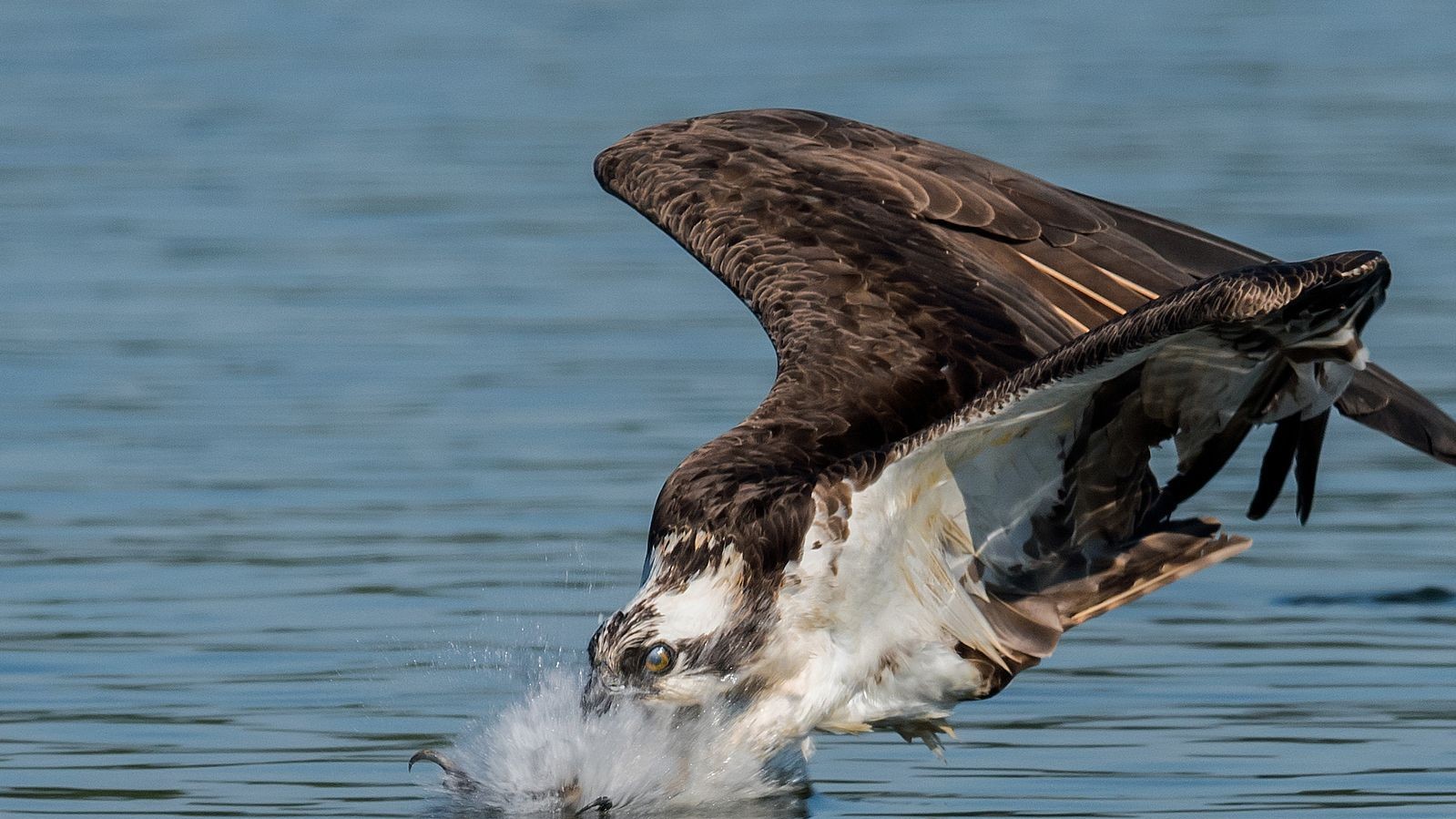 Фото Harry Collins