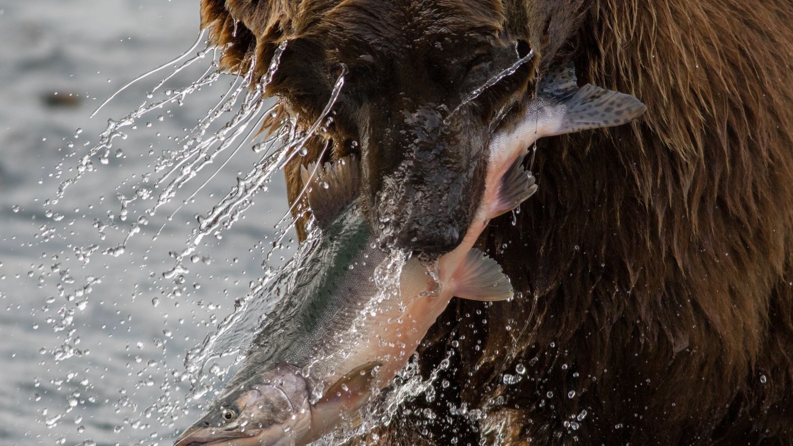 Фото Harinder Singh