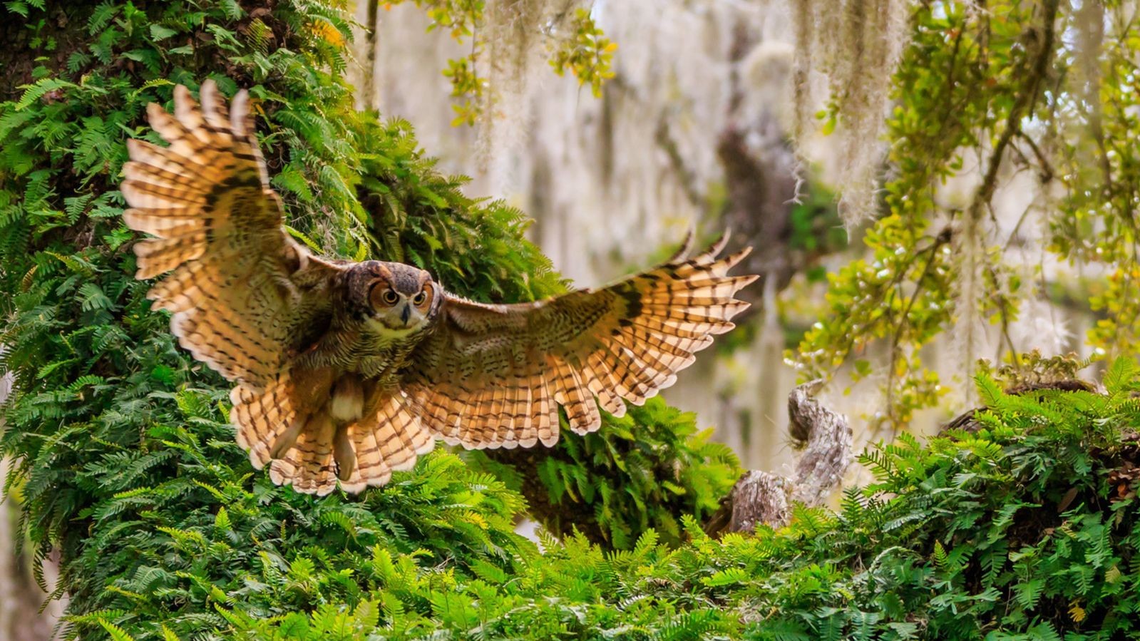 Фото Robert Strickland