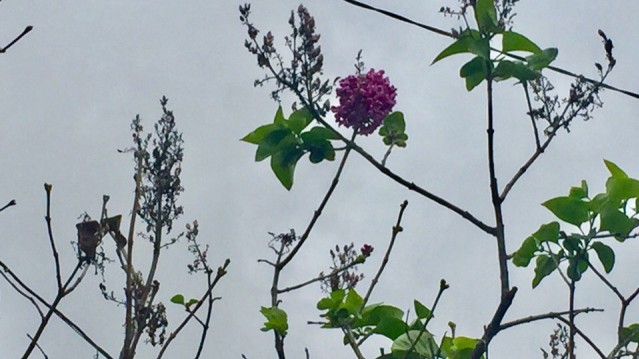 На Закарпатті цвіте бузок