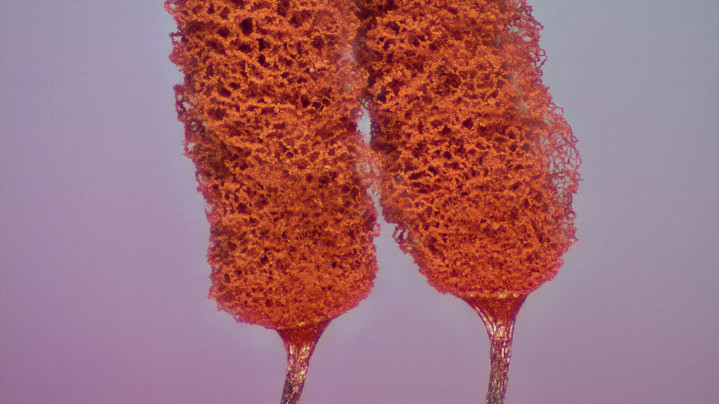 Слизовики. Приз глядацьких симпатій. Фото: Жозе Альмодовар