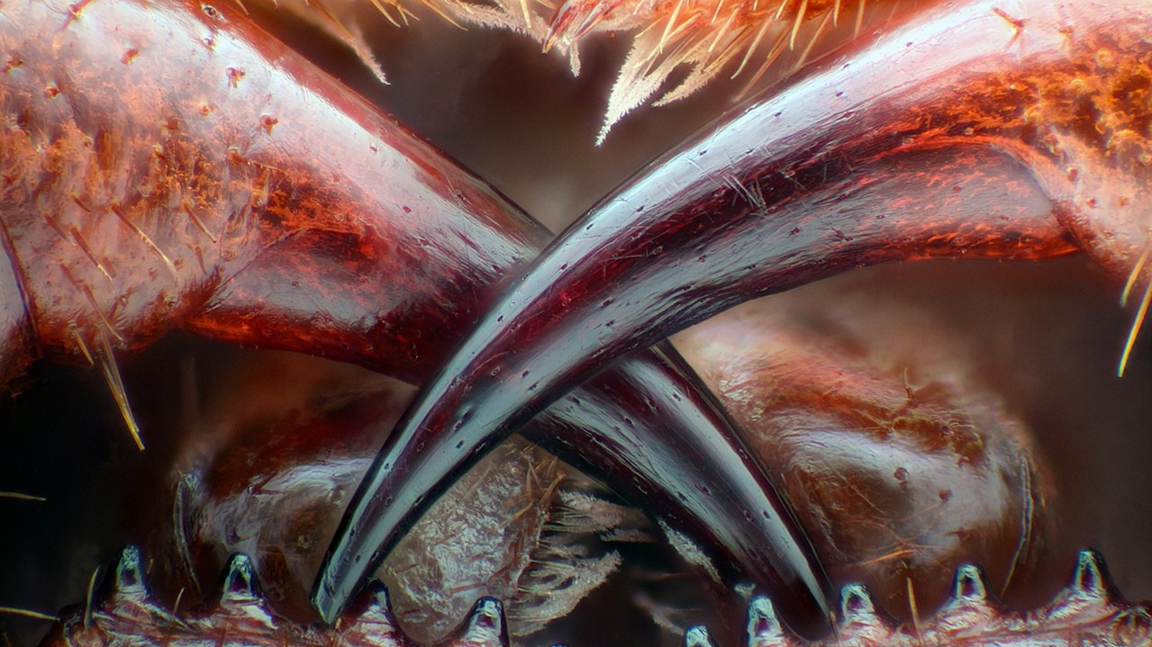 Отруйні ікла багатоніжки. Фото: Уолтер Пиорковски