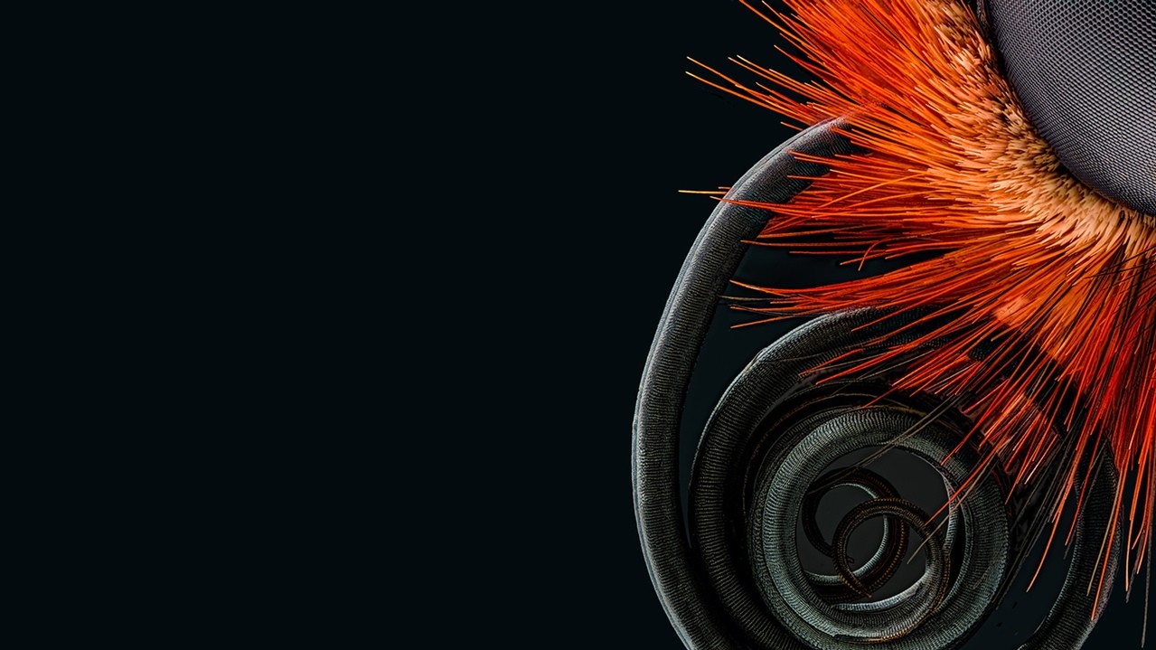 Хоботок метелика. Фото: Йохан Шредер