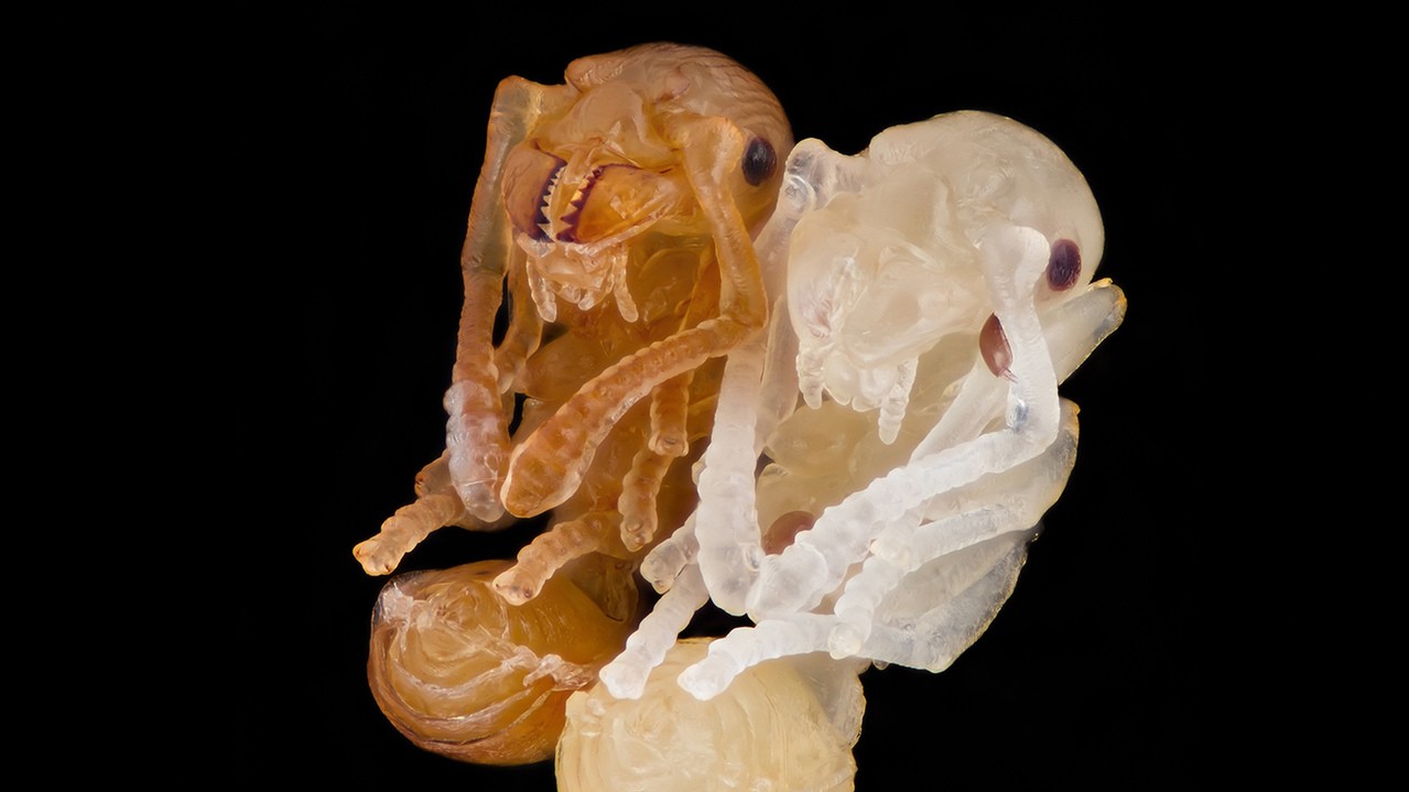 Мурашині лялечки. Фото: Гейр Дранге