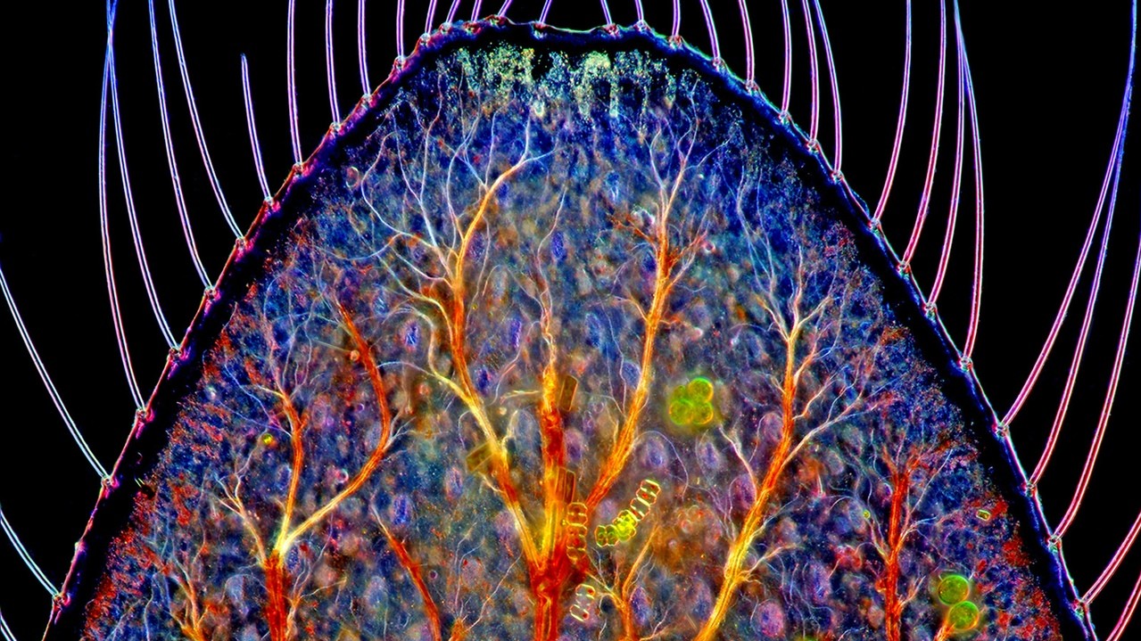 Хвостова жабри личинки бабки. Фото: Марек Міс