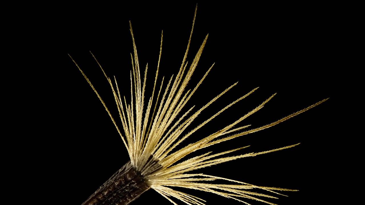 Зерно наголоватки м'якої (квітка). Фото: Віктор Сыкора