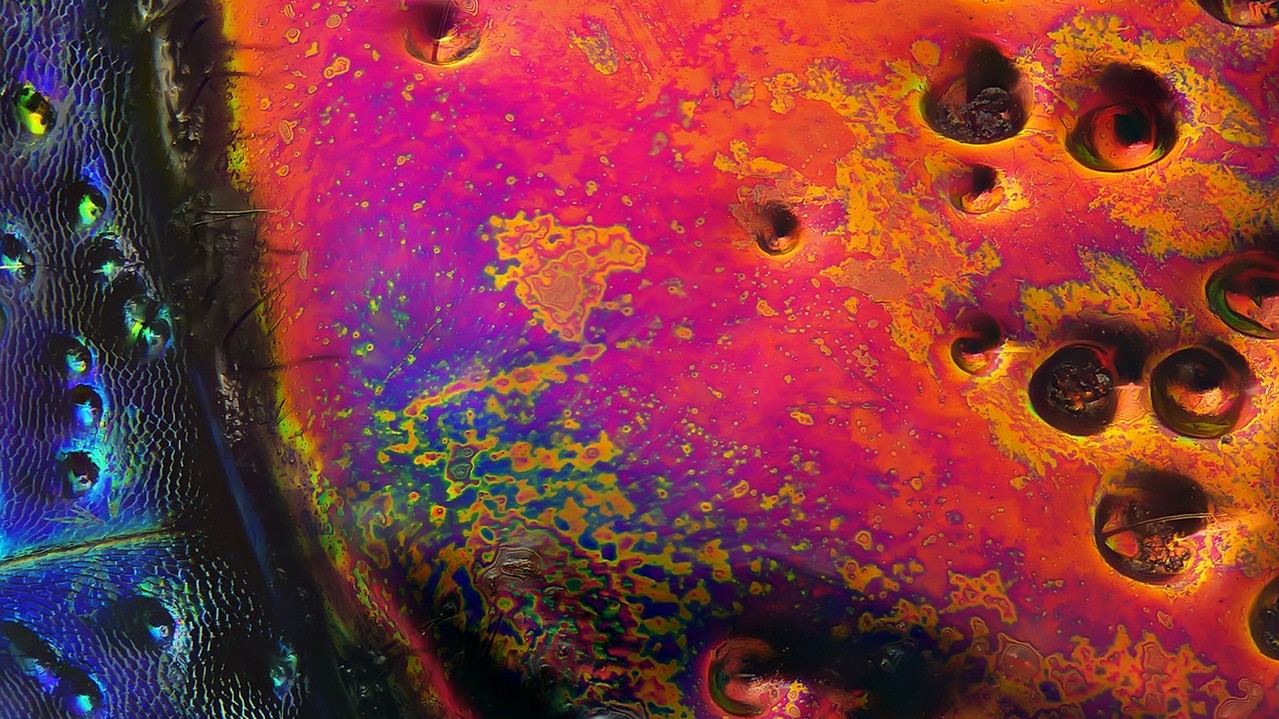 Chrysochroa buqueti — різновид сімейства златков. Фото: Юсеф аль Хабши