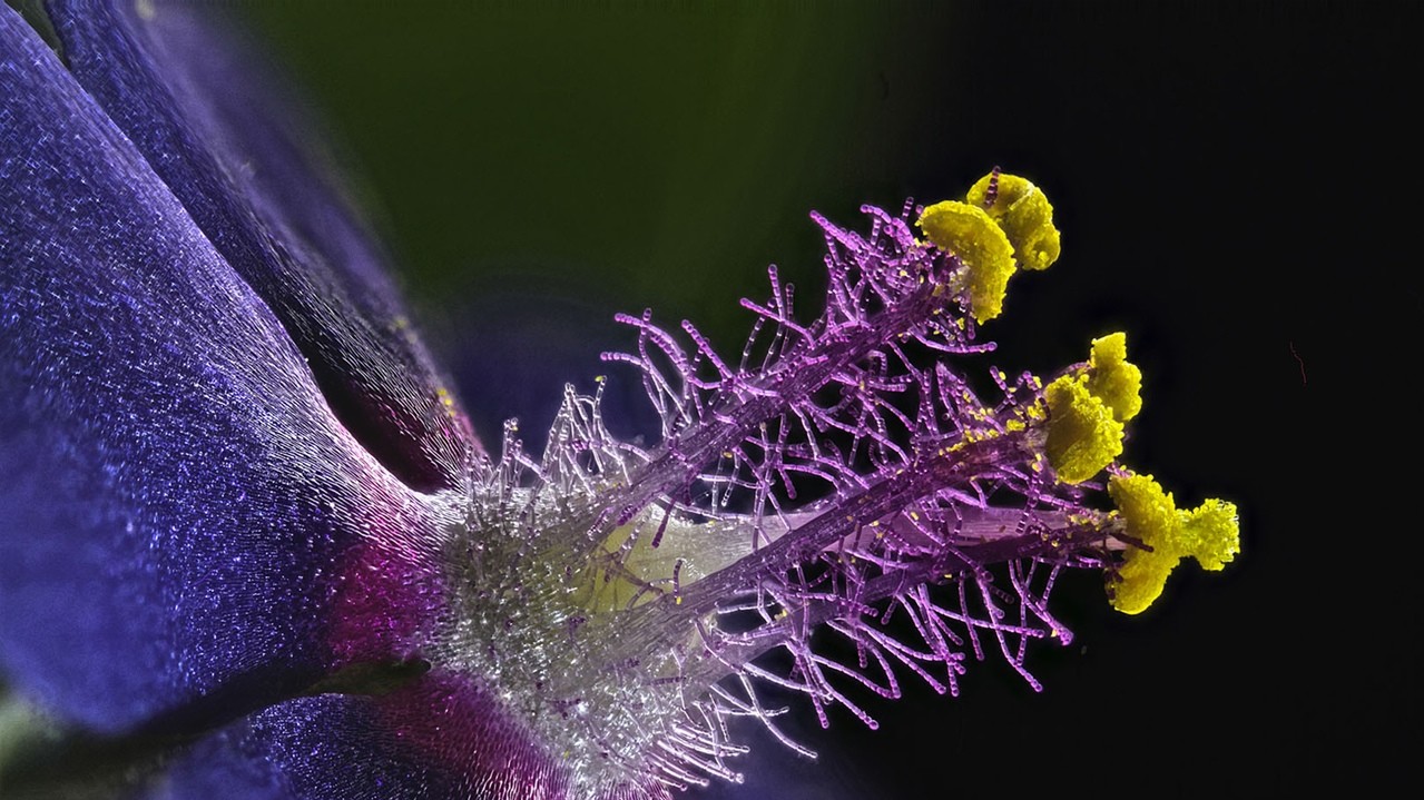 Тичинки дикого квітки. Фото: Семюел Сильберман