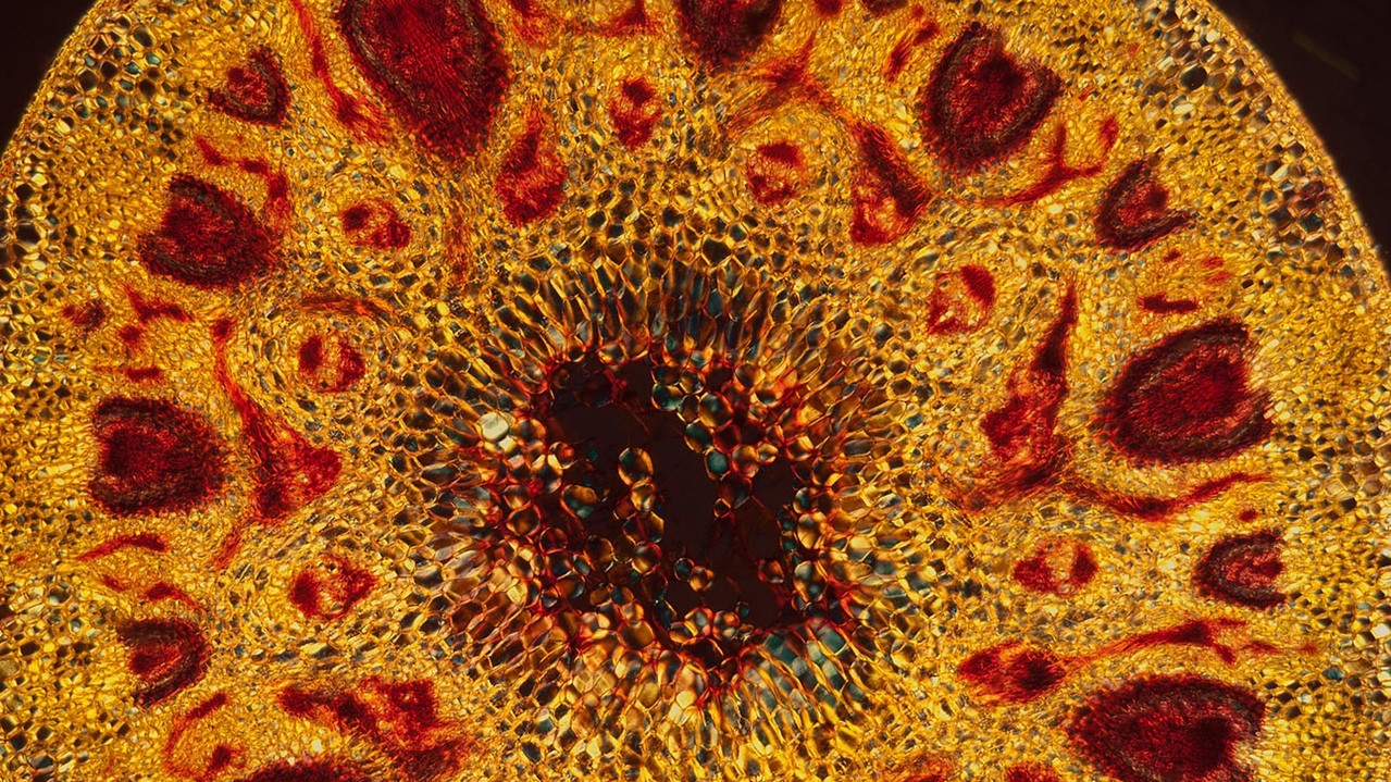 Поперечний переріз стебла ячменю. Фото: Стівен Лоурі