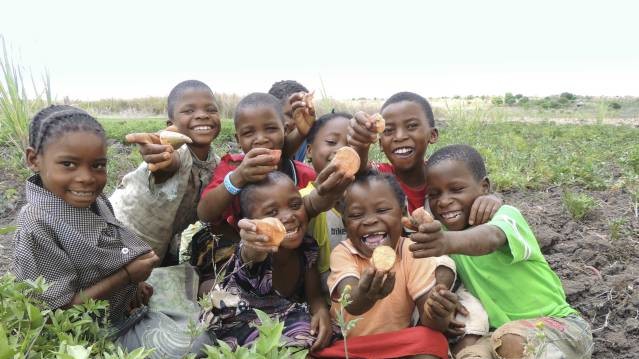 Оранжевый сладкий картофель, выведенный для африканских стран