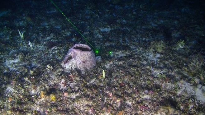 Ученые нашли риф в неожиданном месте
