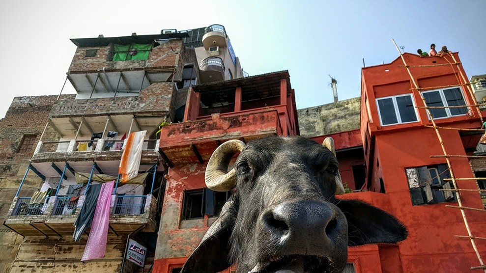 «Мир дикой природы в городе Варанаси». Фото: Яша Спектор