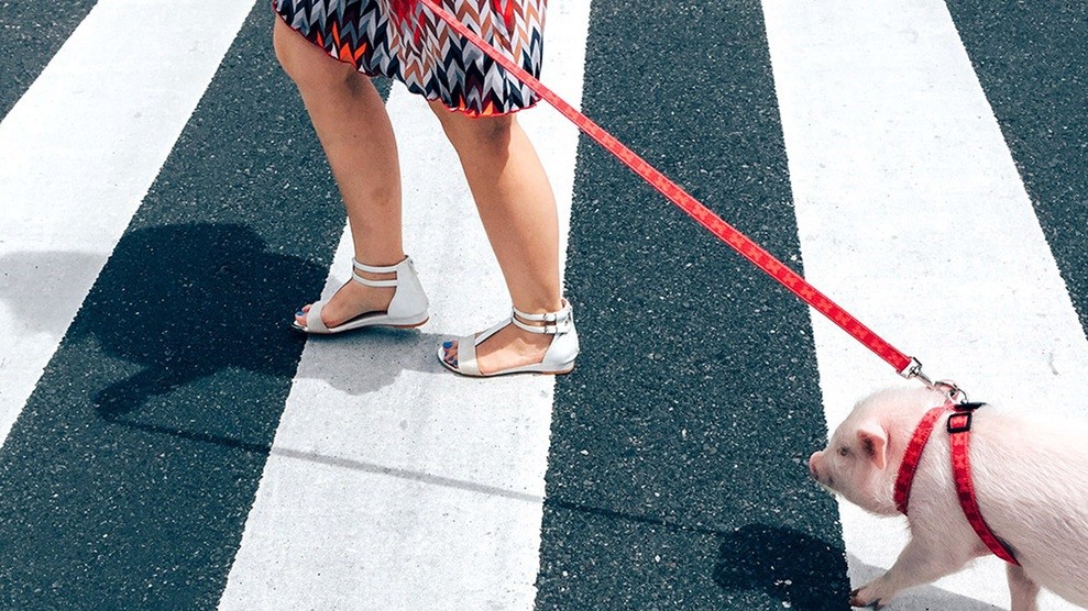 «Жизнь свинки». Фото: Эдвин Луо