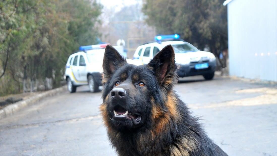 Кінологи не знайшли вибухівку в суді