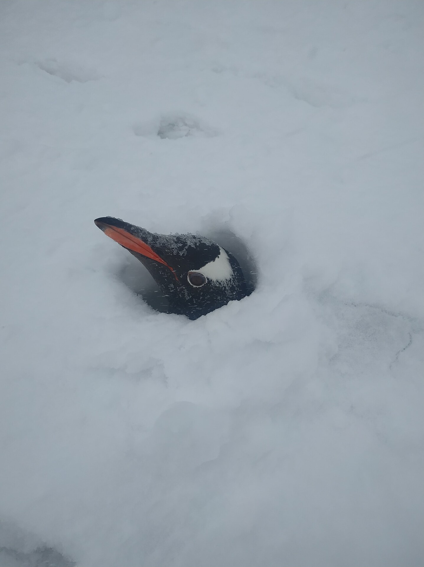 Стоковые фотографии по запросу Снег пингвин