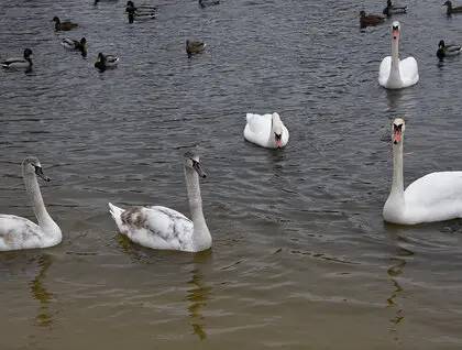 Київ відзначив Водохреще: сотні киян занурились в освячені води Дніпра