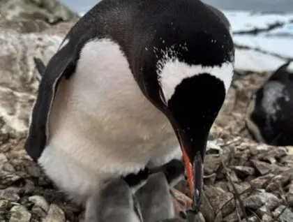 Значно раніше, ніж зазвичай: поблизу станції “Академік Вернадський” народилося перше пінгвінятко сезону